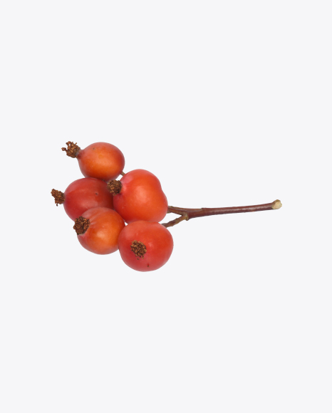 Bunch of Rosehip Berries PNG