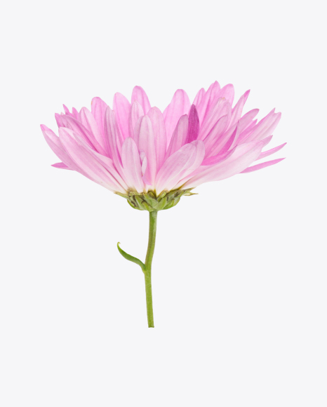 Light Pink Chrysanthemum Flower PNG