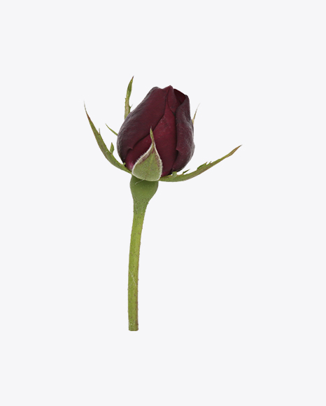 Rosebud on Stem PNG