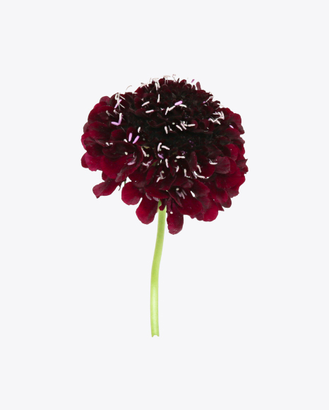 Dark Red Flower on Stem PNG