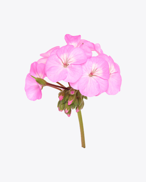 Pink Geranium Flower on Stem PNG