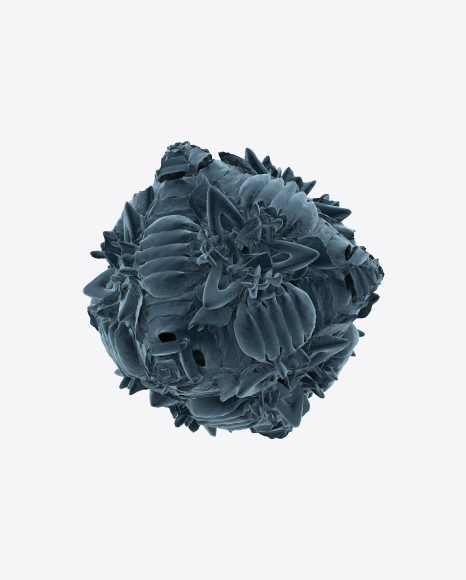Bacteria