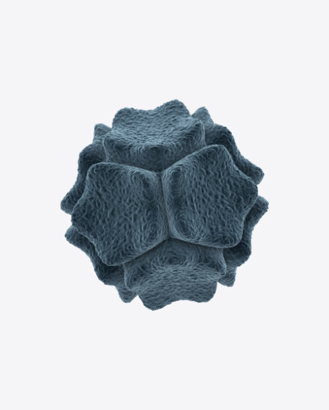 Bacteria
