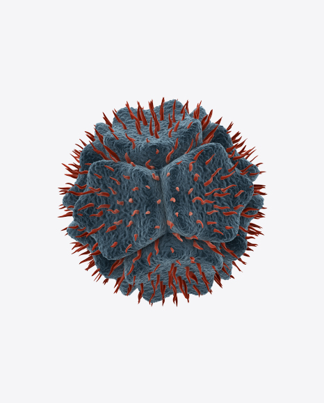 Bacteria