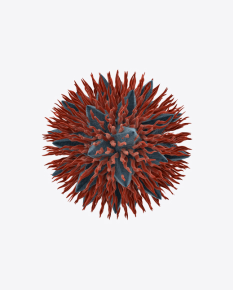 Bacteria