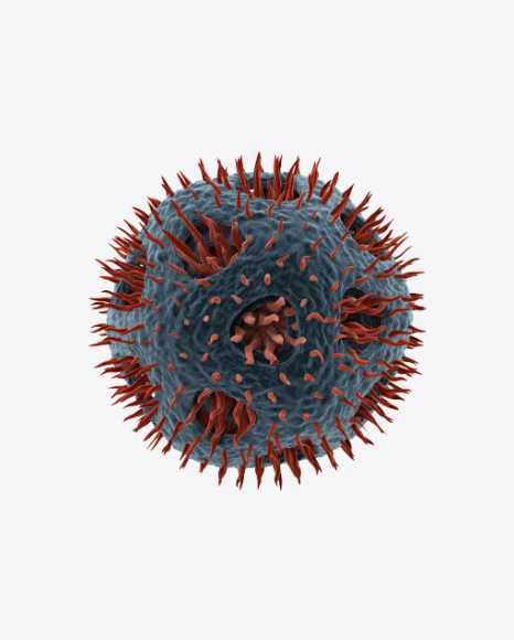 Bacteria