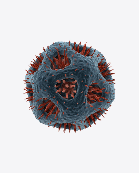 Bacteria
