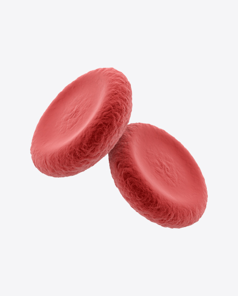 Two Erythrocytes
