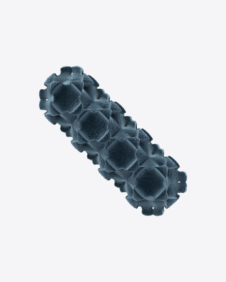 Bacteria
