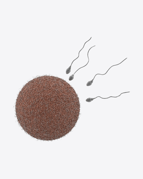 Egg Cell and Spermatozoids