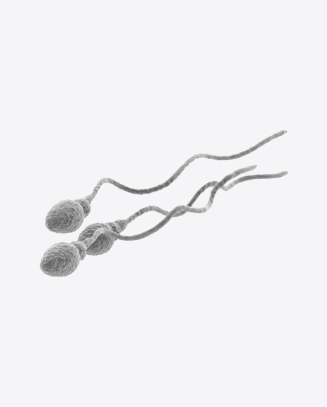Spermatozoids