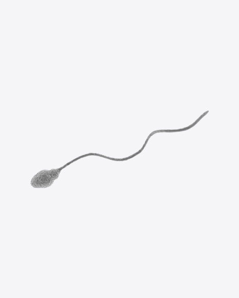 Spermatozoid