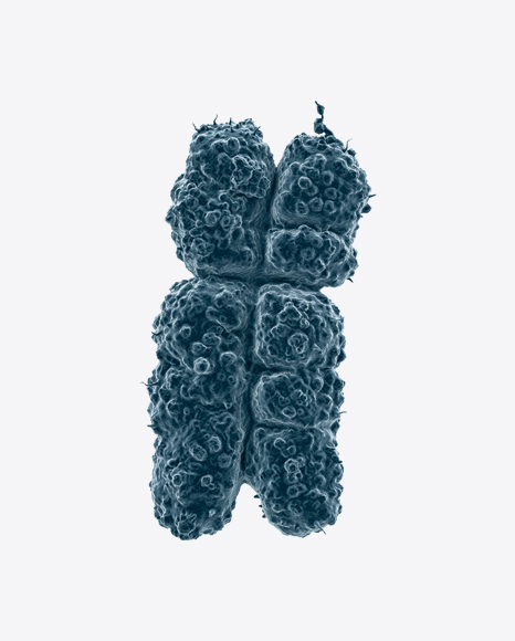 X Chromosome