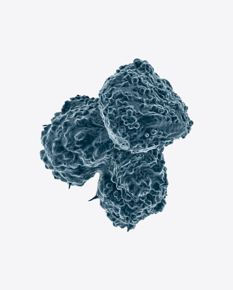 Y Chromosome