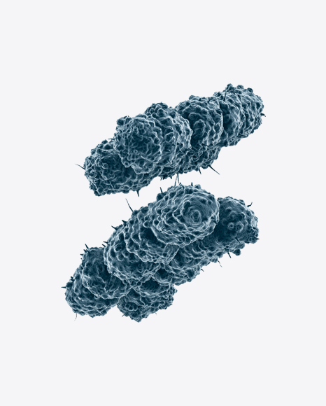 X Chromosomes