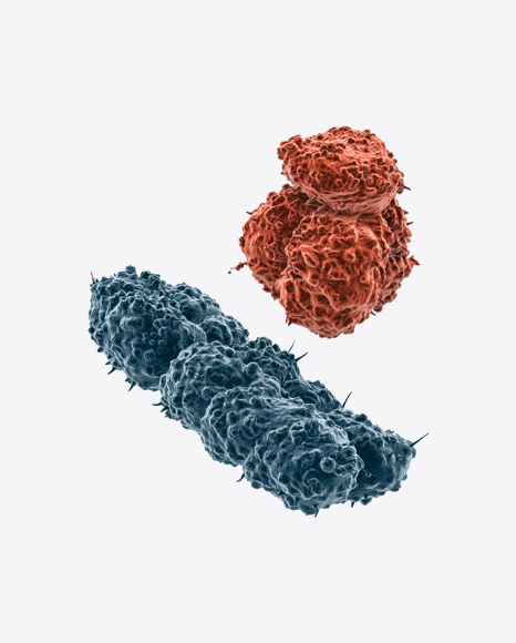 X and Y Chromosomes