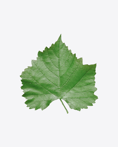Grape Leaf PNG