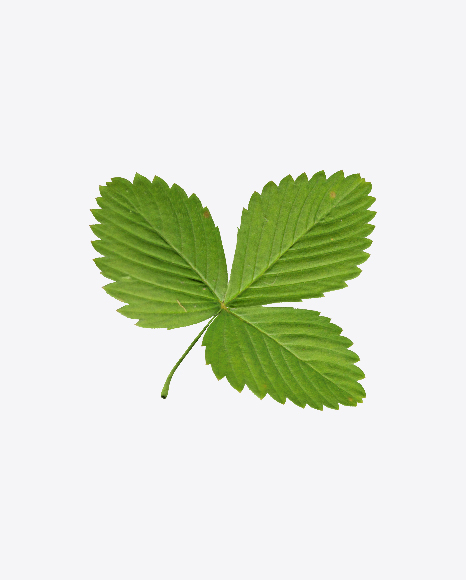 Strawberry Leaf PNG