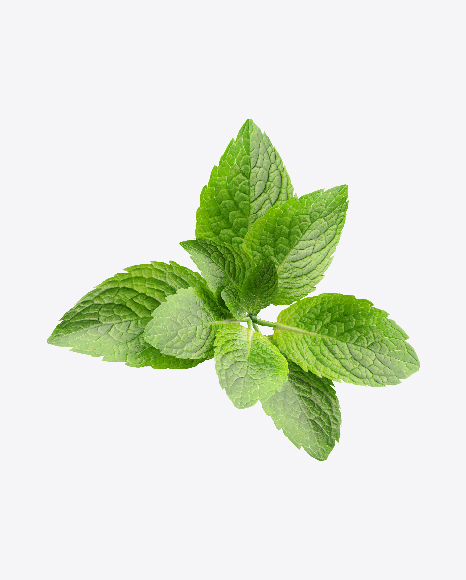 Mint Leaves PNG