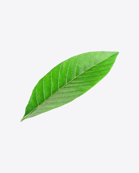 Citrus Leaf PNG
