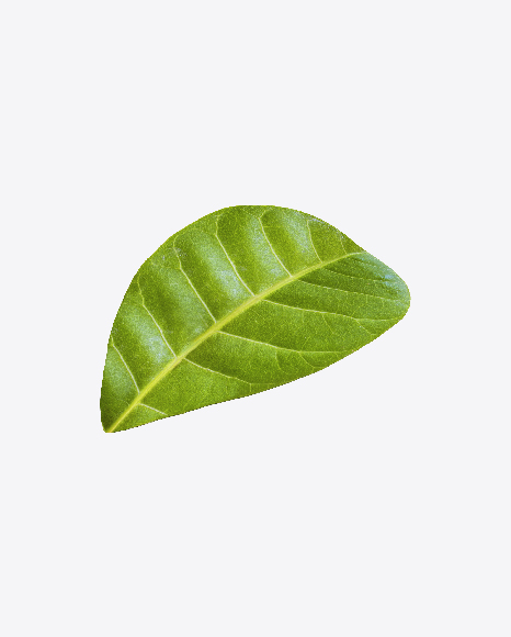 Cashew Leaf PNG
