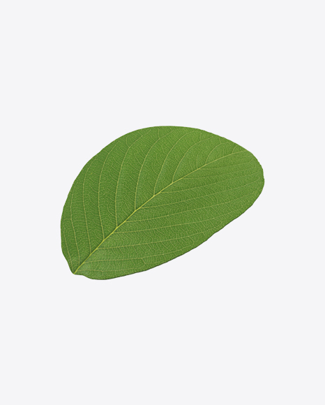 Pistachio Leaf PNG