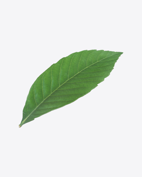 Pecan Leaf