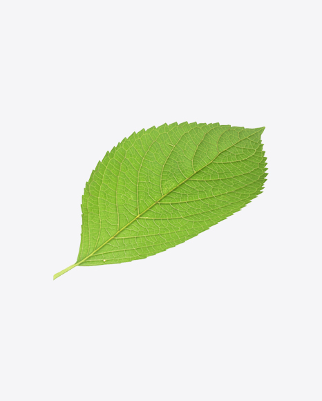 Apple Leaf PNG