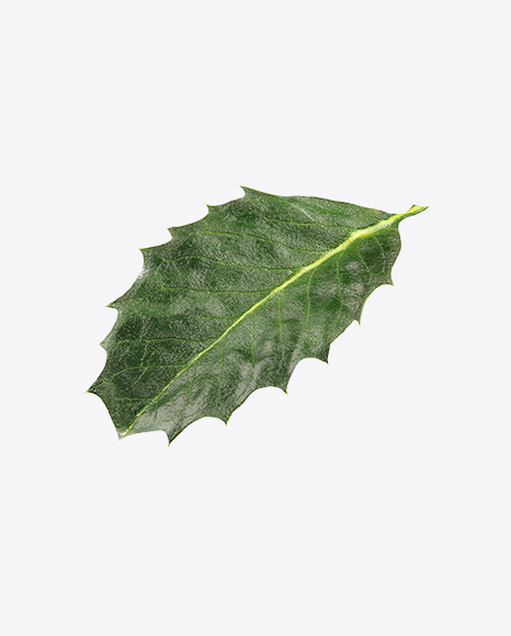 Holly Berry Leaf PNG