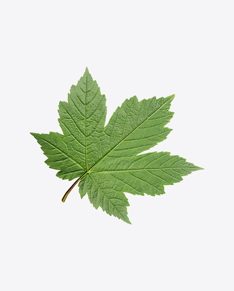 Currant Leaf PNG