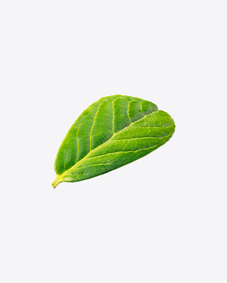 Lingonberry Leaf PNG