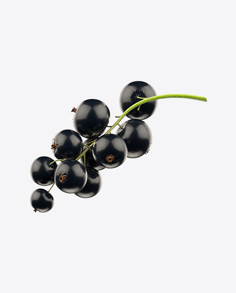 Branch of Black Currant PNG