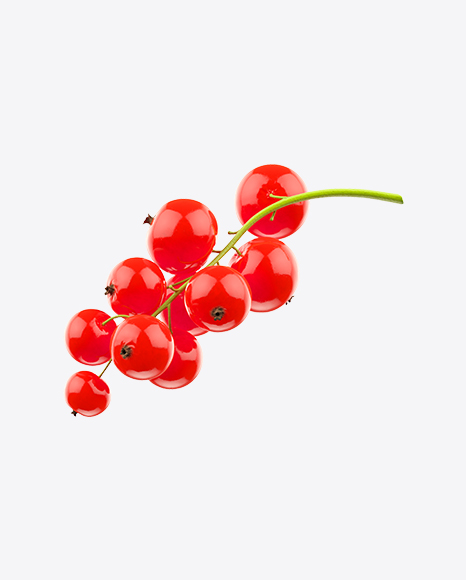 Branch of Red Currant PNG