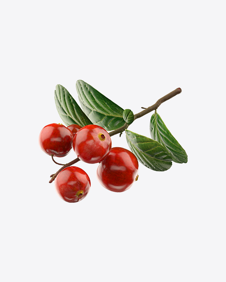 Branch of Lingonberry PNG