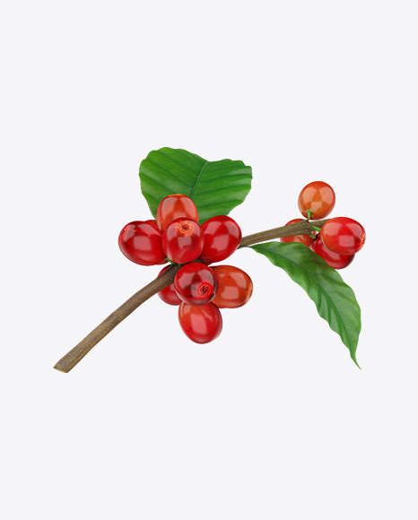Branch with Coffee Berries PNG