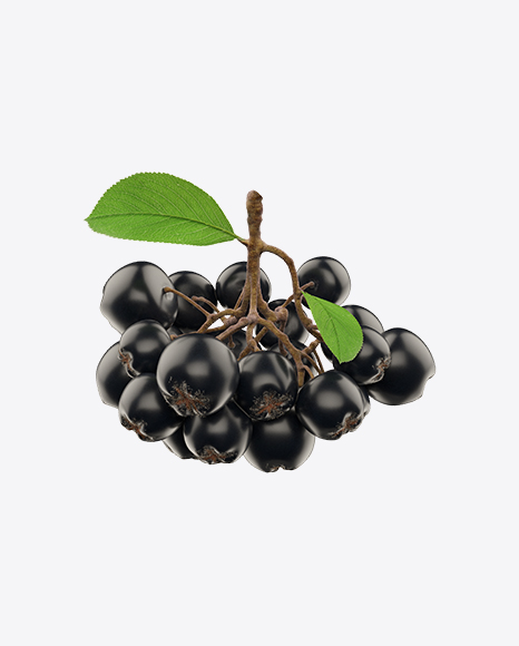 Branch of Black Chokeberry PNG