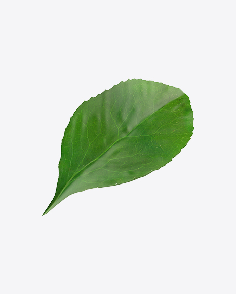 Barberrie Leaf PNG
