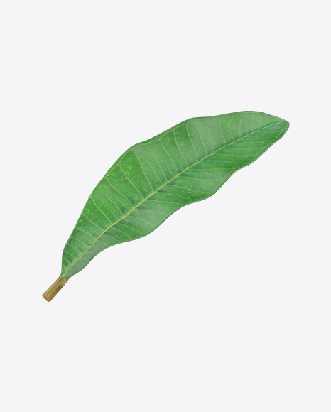 Brazil Nut Leaf PNG