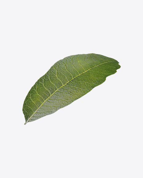 Longan Leaf PNG