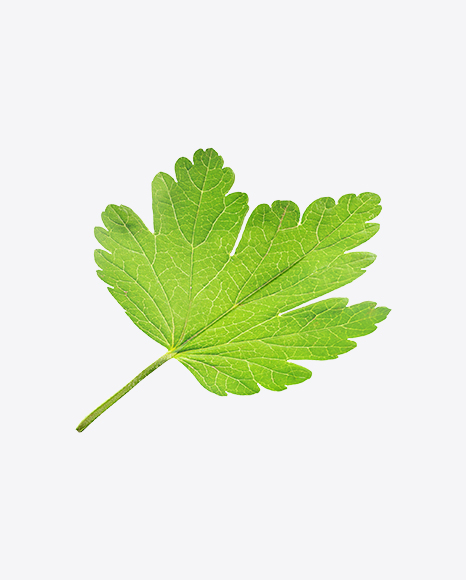 Gooseberry Leaf PNG