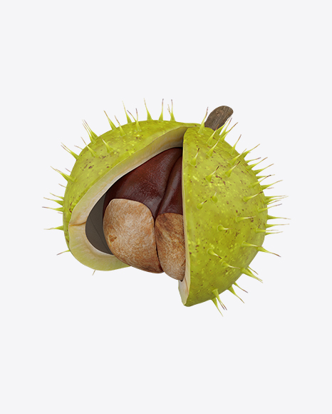 Opened Chestnut PNG