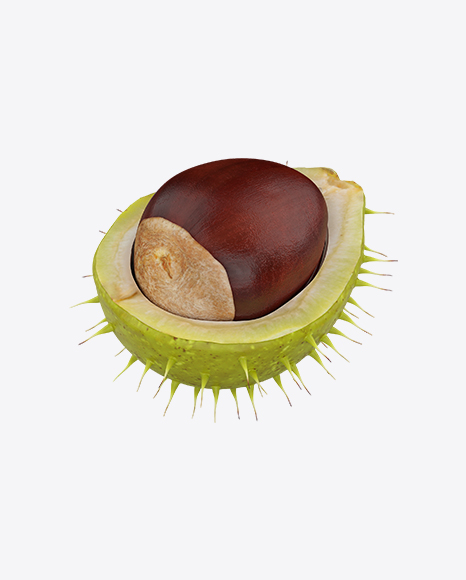 Chestnut in Shell PNG