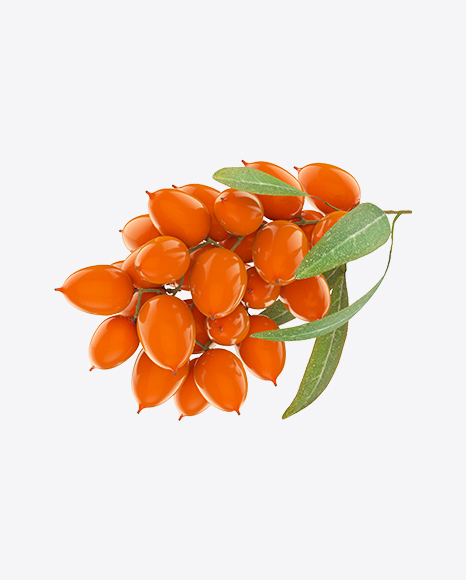 Sea Buckthorns PNG