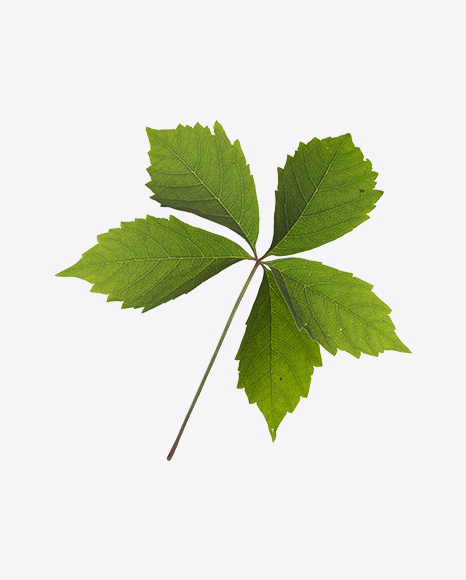 Chestnut Leaf PNG