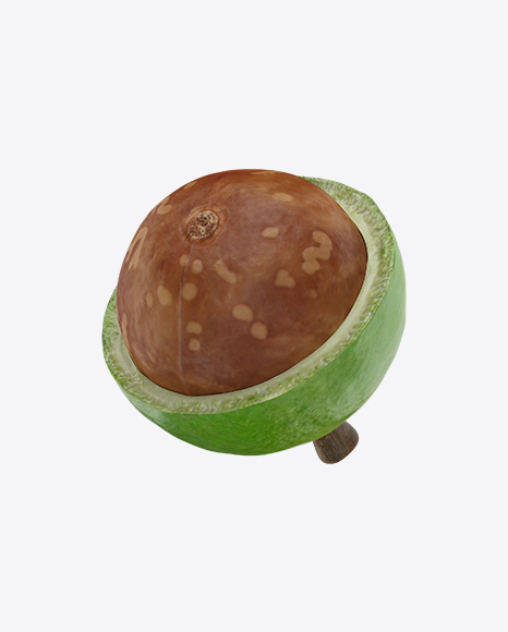 Macadamia in Husk PNG