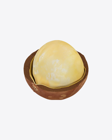 Macadamia in Shell PNG
