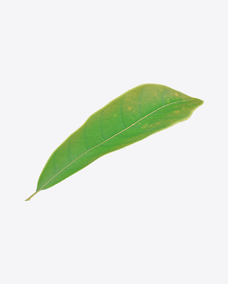 Macadamia Leaf PNG