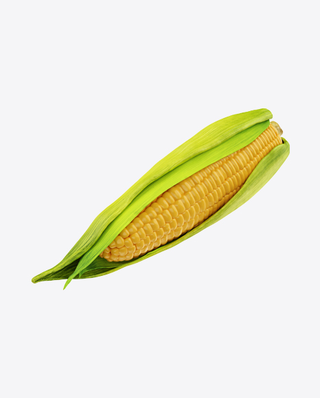 Ear of Corn with Leaves