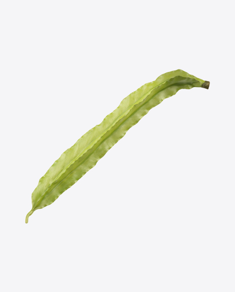 Winged Bean