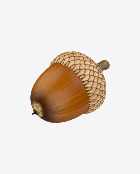 Acorn